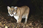 Famous Los Angeles Mountain Lion P-22 Has Been Captured